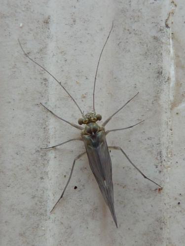 Mesopsocus sp.