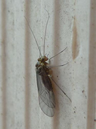 Mesopsocus sp.
