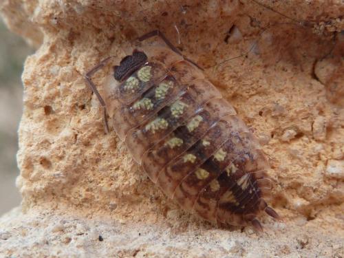 Réf. 164 681 : Porcellio spinicornis