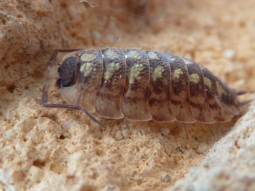 Réf. 164 682 : Porcellio spinicornis