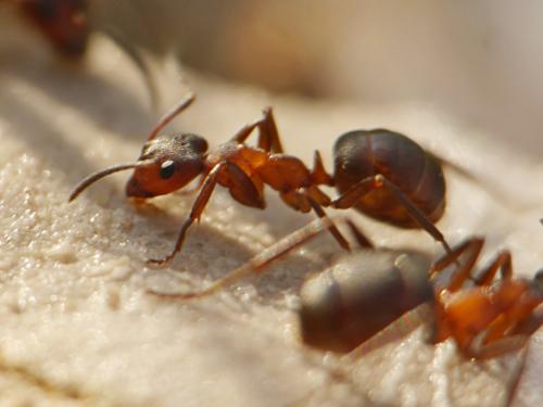 Réf. 164 434 : Formica pressilabris