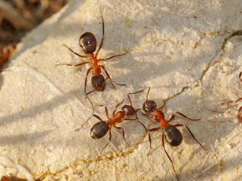 Formica pressilabris