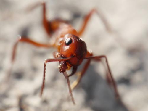 Formica sanguinea