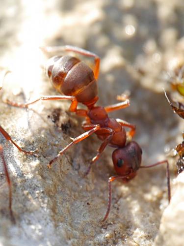 Formica sanguinea