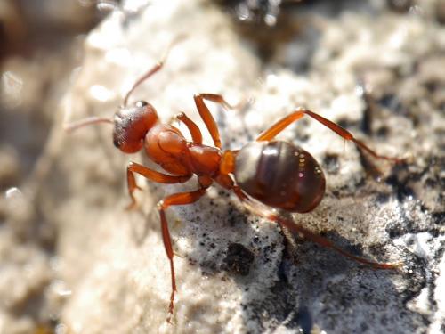 Réf. 164 562 : Formica sanguinea