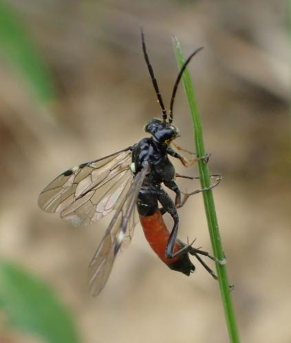 Réf. 164 453 : Tenthredopsis sp.