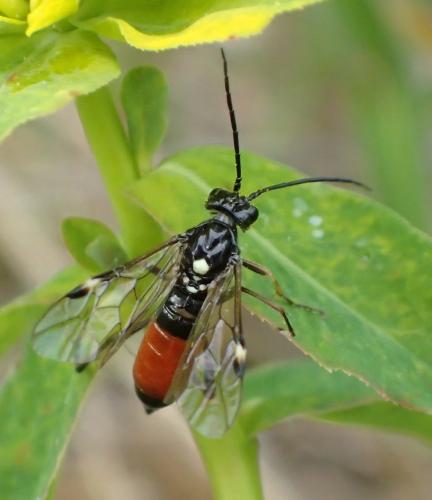 Réf. 164 452 : Tenthredopsis sp.