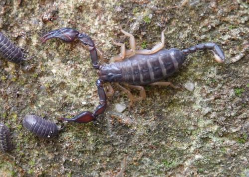 Euscorpius sp.