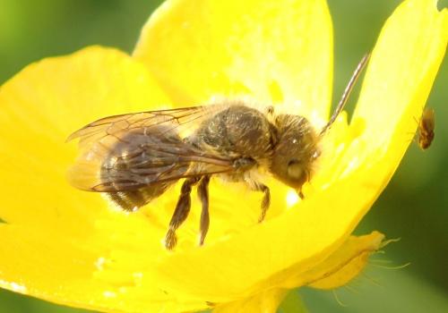 Osmia leaiana