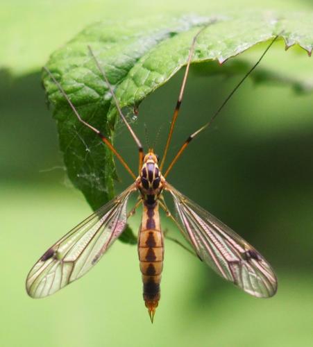Nephrotoma quadrifaria
