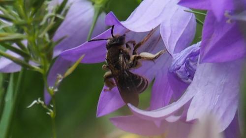 Réf. 164 260 : Andrena pandellei