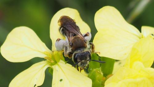 Réf. 164 261 : Andrena pandellei
