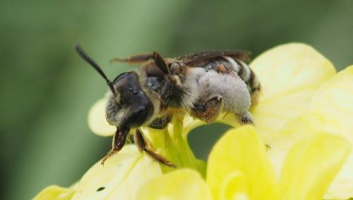 Andrena pandellei