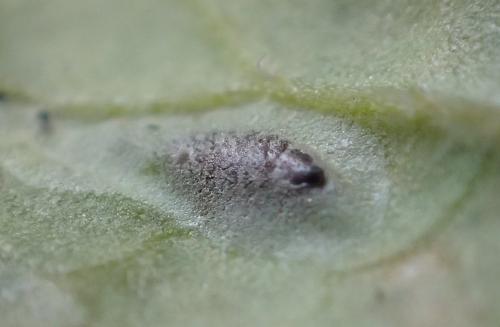 Réf. 164 071 : Chromatomyia horticola
