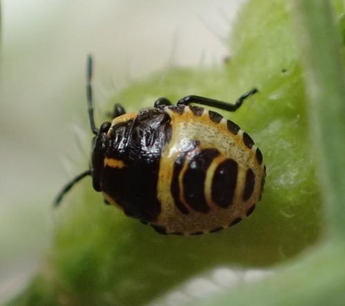 Eurydema sp.
