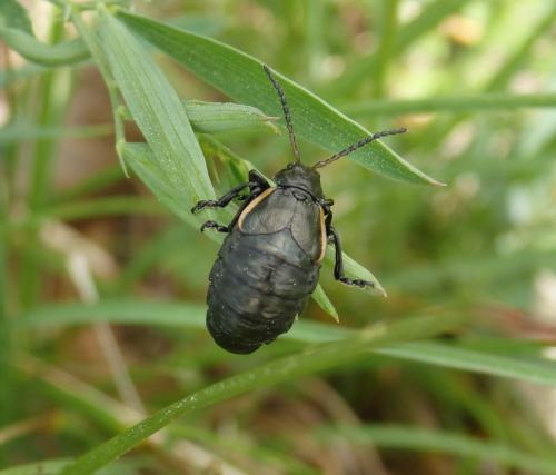 Arima marginata