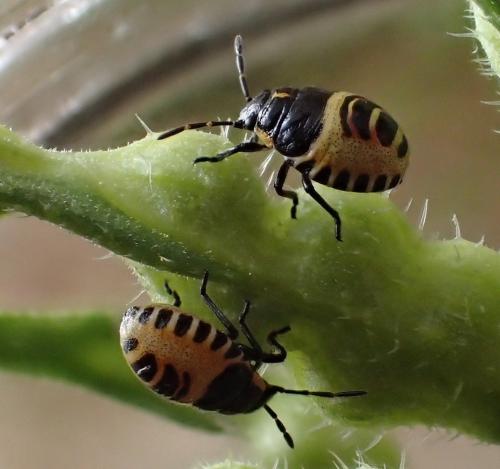 Réf. 164 235 : Eurydema sp.
