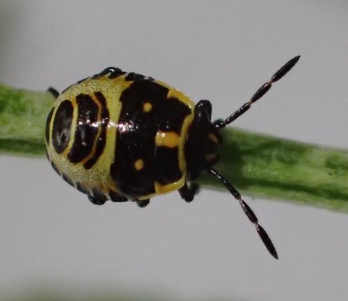 Réf. 164 236 : Eurydema sp.