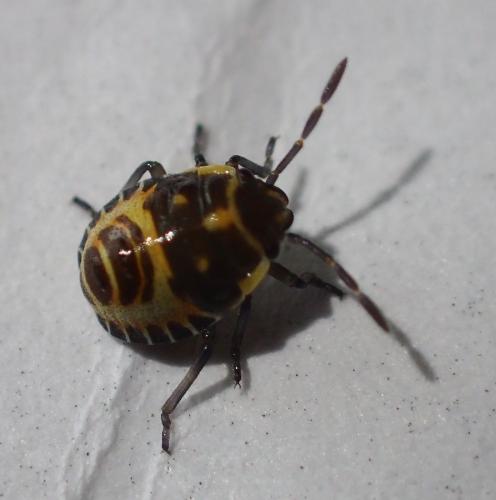 Réf. 164 237 : Eurydema sp.