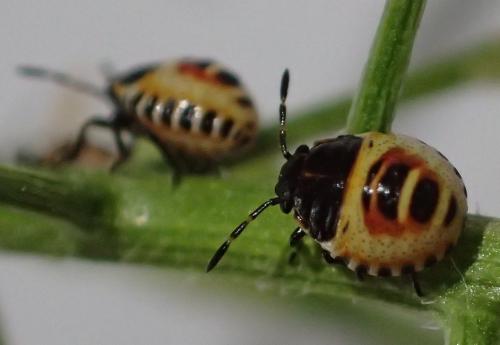 Réf. 164 238 : Eurydema sp.