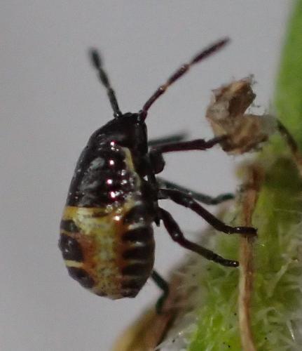 Réf. 164 239 : Eurydema sp.