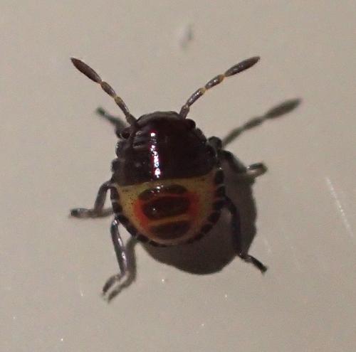 Eurydema sp.