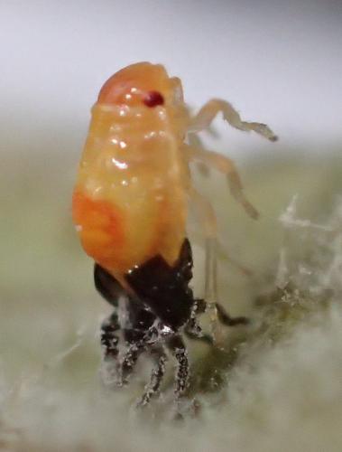 Réf. 164 240 : Eurydema sp.