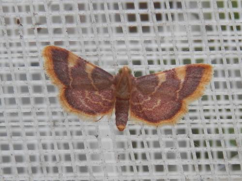 Hypsopygia costalis