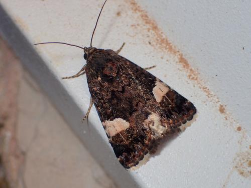 Tyta luctuosa