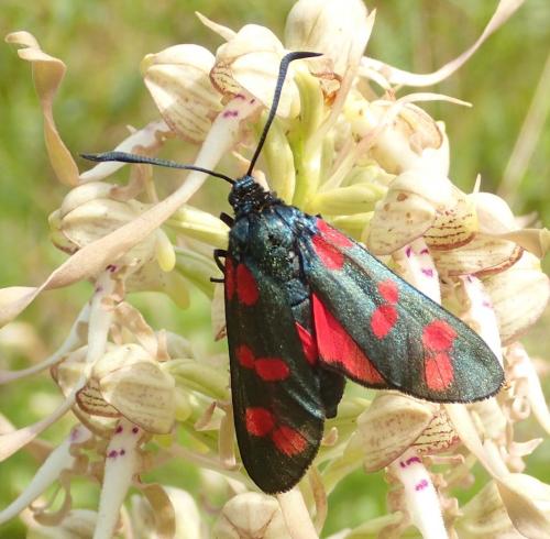 Réf. 164 349 : Zygaena filipendulae