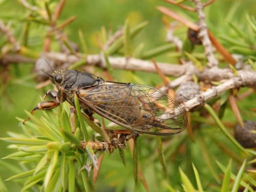 Réf. 164 674 : Cicadetta sp.