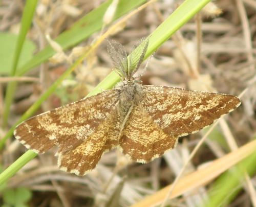 Ematurga atomaria