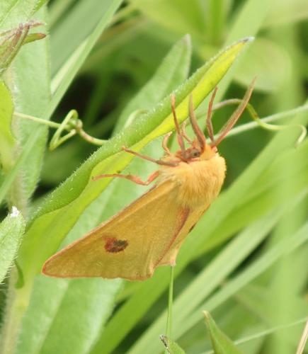 Diacrisia sannio