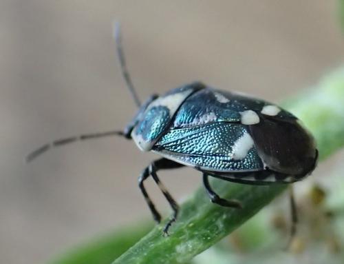 Eurydema oleracea