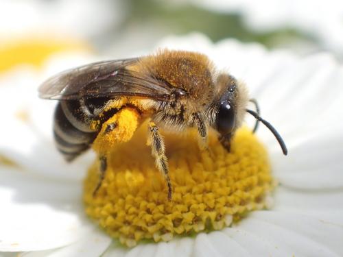 Réf. 164 589 : Colletes sp.