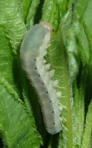 Réf. 164 753 : Macrophya albicincta