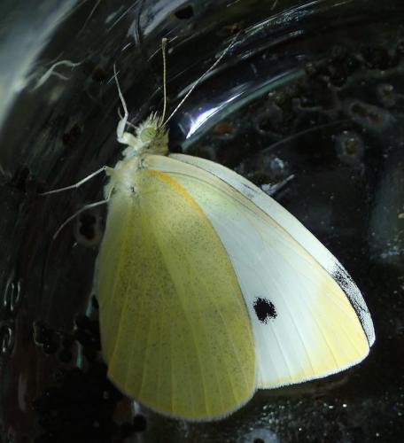 Réf. 164 598 : Pieris rapae