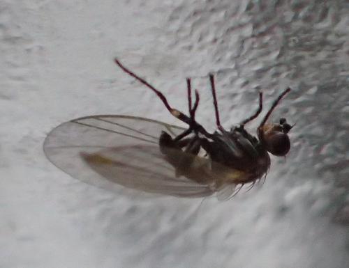 Réf. 164 673 : Chromatomyia horticola