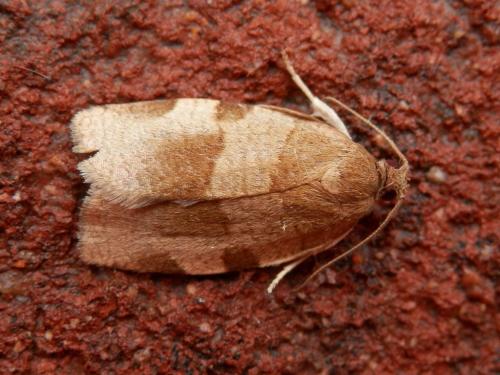 Choristoneura hebenstreitella
