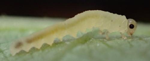 Réf. 164 760 : Macrophya sp.