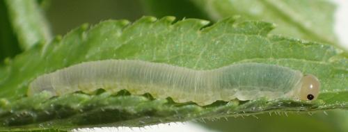 Réf. 164 757 : Macrophya sp.