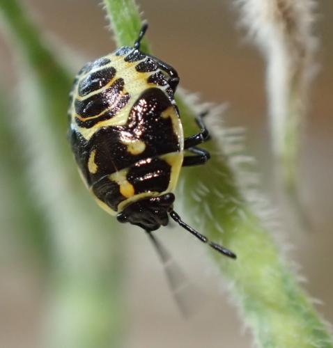Eurydema sp.