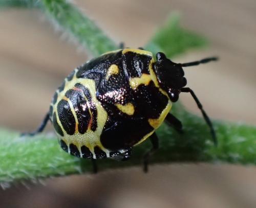 Eurydema sp.