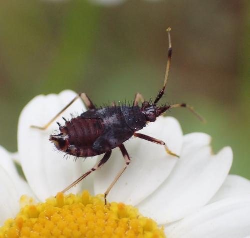 Deraeocoris ruber
