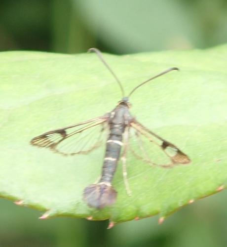 Synanthedon sp.