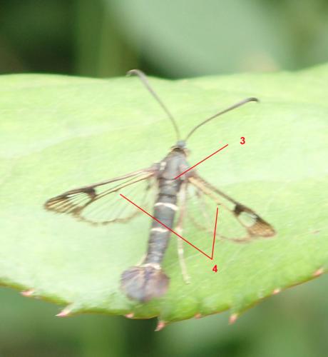 Réf. 164 996 : Synanthedon sp.