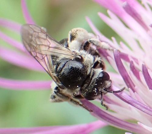 Lasioglossum discum