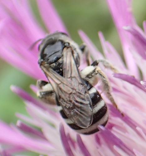 Lasioglossum discum