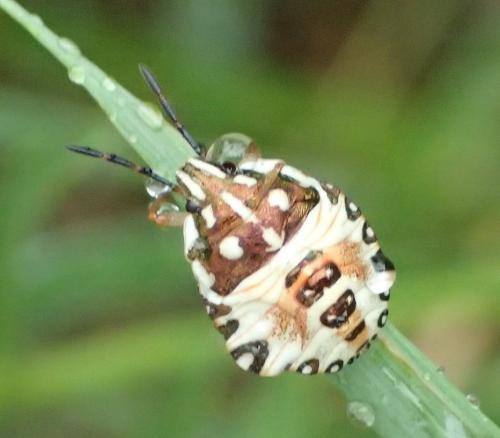 Carpocoris sp.
