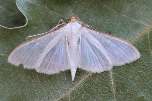 Palpita vitrealis